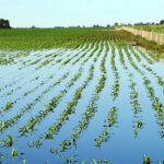 Lote de maíz inundado