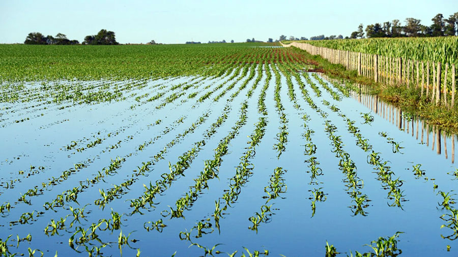 Lote de maíz inundado